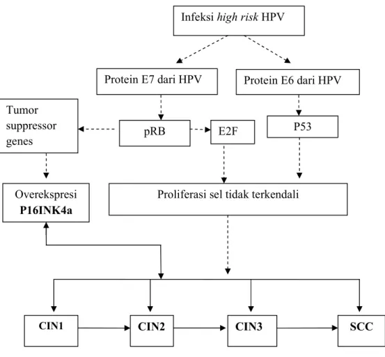 Gambar 3.1 Bagan Konsep Penelitian  Infeksi high risk HPV 