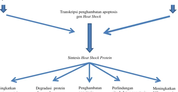 Gambar 1.  Skema aktifasi HSP melalui stimulus stres panas dan efek yang dihasilkannya 