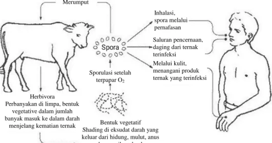 Gambar 1. Penularan penyakit antraks pada ternak dan manusia  Sumber: Qureshi (2012) yang dimodifikasi 