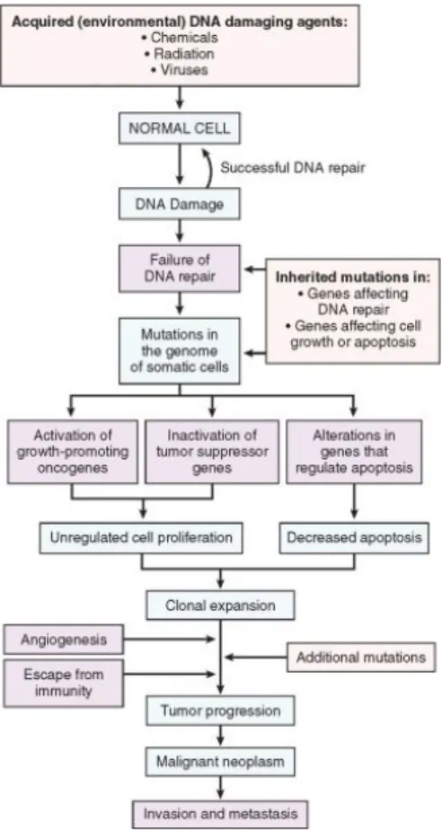 Gambar 2.1 Skema sederhana dasar molekular penyakit kanker     Dikutip dari Stricker dan Kumar, 2008 