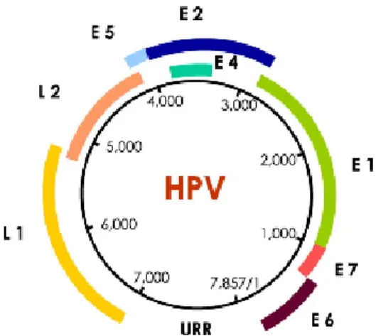 Gambar 2.3 Presentasi Skematik Genom HPV 