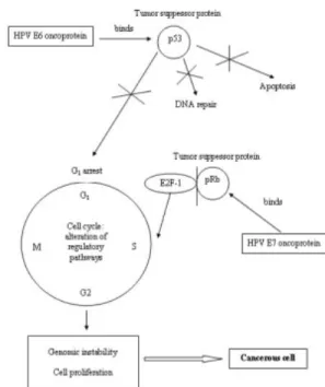 Gambar 2.6 Mekanisme molekular infeksi onkogenik HPV        Dikutip dari Gomes dan Santos, 2007 