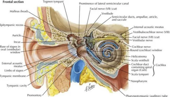 Gambar 1. Anatomi telinga 