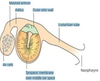 Gambar 2.1. Anatomi Telinga Tengah (Dikutip dari Ludman dan  Bradley, 2007) 