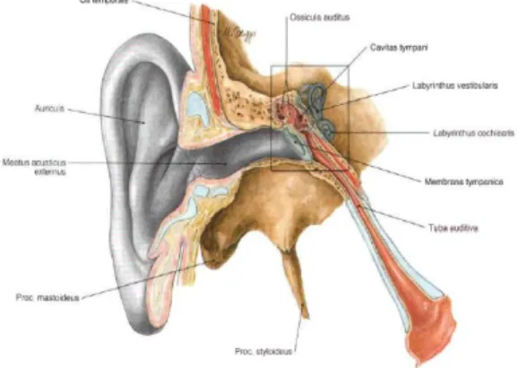 Gambar 2.1. Anatomi telinga  Dikutip dari: Sobotta, 2006 