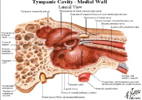 Gambar 2.1 Anatomi Telinga Tengah  Gambar ini dikutip dari Netter tahun 2007. 