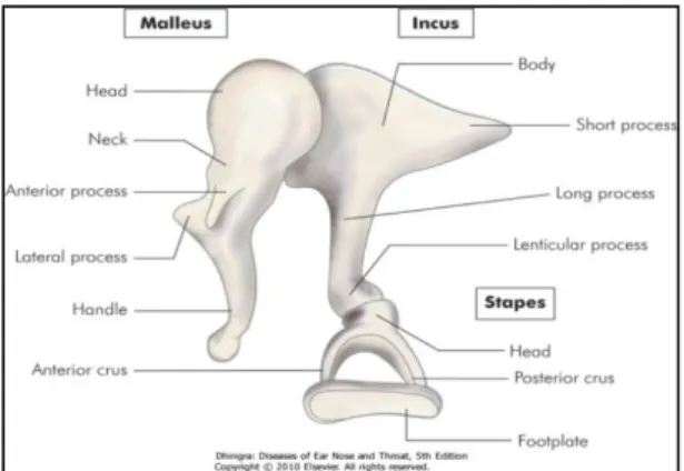 Gambar 2.3 Rangkaian tulang pendengaran (Dhingra, 2009)  Terdiri dari maleus, inkus dan stapes yang secara normal bekerja 