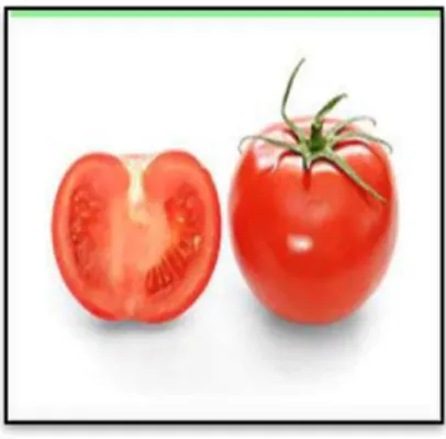 Gambar 3. Buah tomat  30 