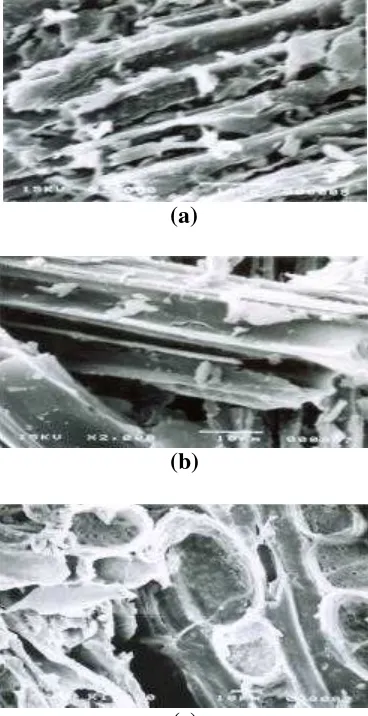 Gambar 14. Topografi Permukaan (a) Bahan Baku, (b) Arang dan (c)  Arang   