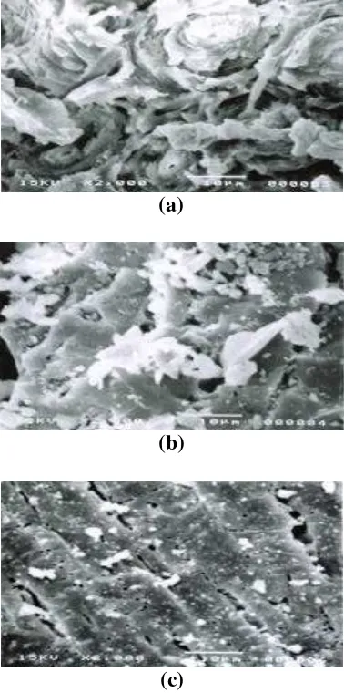 Gambar 15. Topografi Permukaan (a) Bahan Baku, (b) Arang dan (c) Arang Aktif Tempurung Kelapa (Cocos nucifera) 
