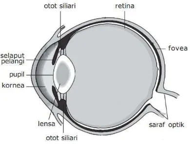 Gambar 2.4 Pembentukan Bayangan pada Mata 