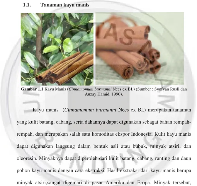 Gambar 1.1 Kayu Manis (Cinnamomum burmanni Nees ex BI.) (Sumber : Syofyan Rusli dan Auzay Hamid, 1990).