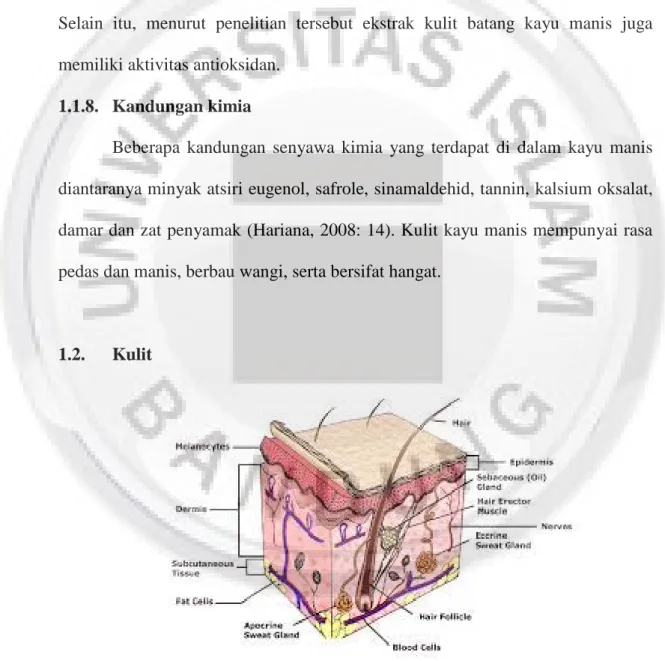 Gambar 1.2 : Struktur kulit (Budiyono, 2011: 37).