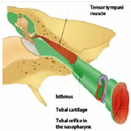 Gambar 3. Tuba Eustachius (Probst dan Grevers, 2006) 