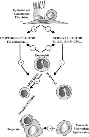 Gambar  2.4  Efek  kortikosteroid  pada  kelangsungan  hidup  dan  apoptosis  eosinofil manusia (Druilhe, et al., 2003)