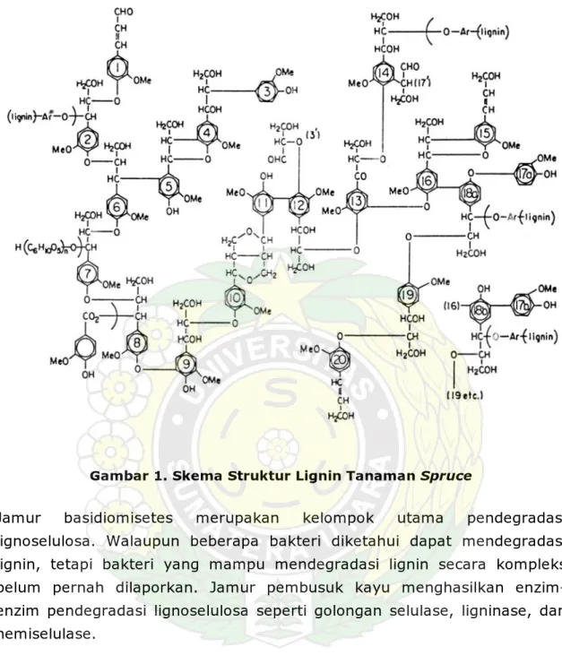 Gambar 1. Skema Struktur Lignin Tanaman Spruce 