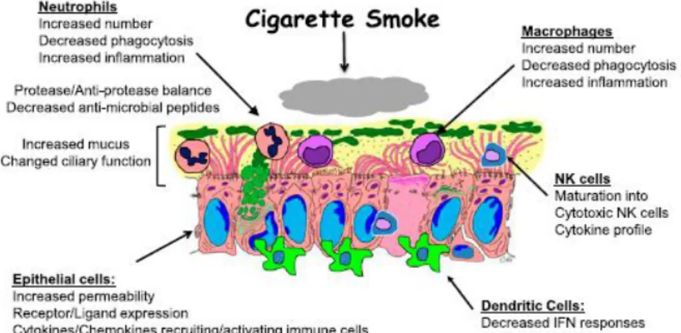 Gambar 3 . pengaruh asap rokok terhadap mukosa hidung 18