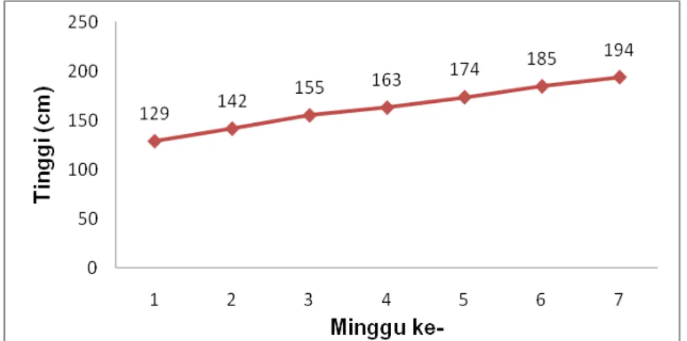 Gambar 3. Grafik Pertumbuhan Tinggi Rata-rata Rumput Raja per Minggu 