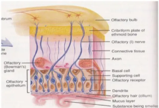 Gambar  2.  Membran  mukus  dari  neuroepitel  olfaktorius. 9 