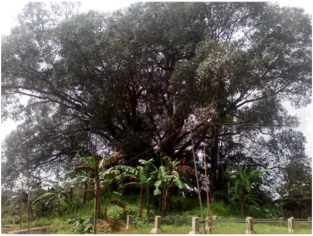 Gambar 2. Pohon beringin yang dianggap  keramat di Desa Bedoyo (Dokumentasi 