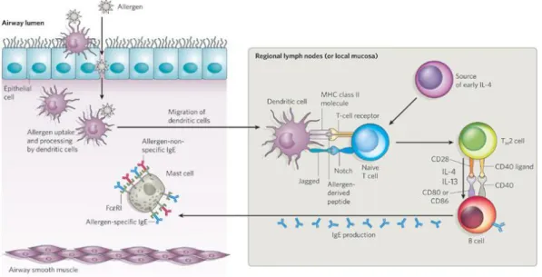Gambar 1. Sensitisasi alergi  25 