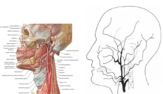 Gambar 1. Anatomi cabang-cabang arteri karotis eksterna. 1. arteri tiroidea superior; 2