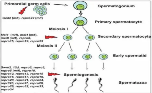 Gambar 2.2 Spermatogenesis Mencit (Mus Musculus)  (Sumber : Pramesemara, 2010) 