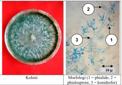 Gambar  1. Koloni dan morfologi jamur  endofit Trichoderma sp. isolat ENDO-02 batang vanili  Timbenuh (T