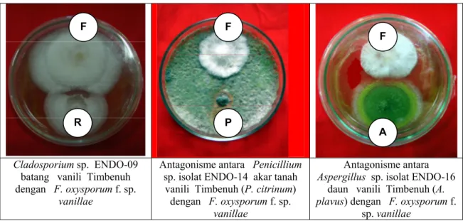 Gambar  6. Antagonisme antara  beberapa isolat jamur endofit Trichoderma spp. (T), Rhizoctonia spp