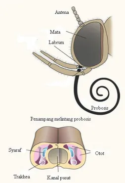 Gambar 3  Morfologi dan anatomi probosis kupu-kupu (Smetacek 2000)