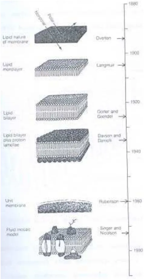 Gambar 1. Ilustrasi Kronologis Tentang Biomembran (Becker, 1986).   