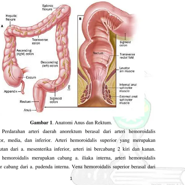 Gambar 1. Anatomi Anus dan Rektum. 