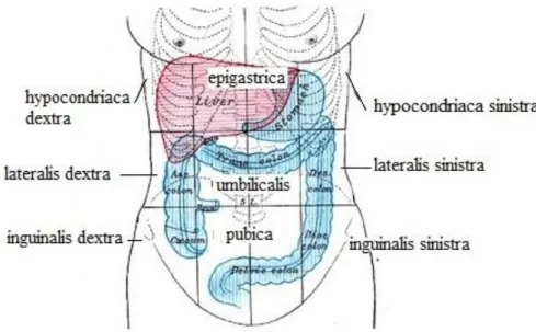 Gambar 1. Bidang bayang pembagian abdomen 14 