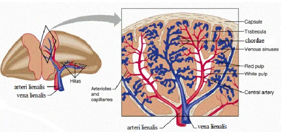 Gambar 2. Lien dengan potongan melintang 26 