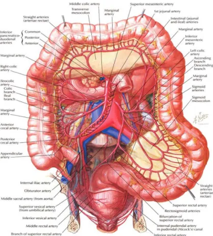 Gambar 2.1 Anatomi usus besar dan Vaskularisasinya       (Human Anatomy Lange, 2014)  
