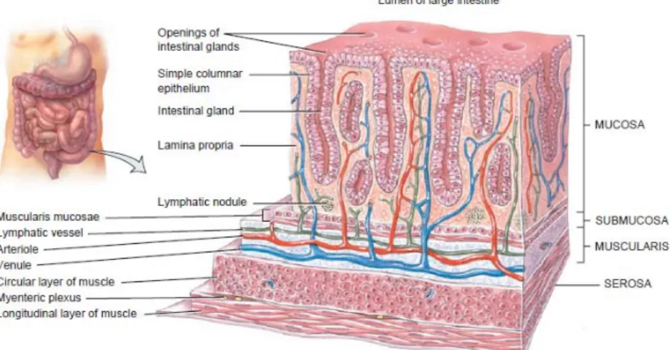 Gambar 2.3 Histologi usus besar   (Principles of Anatomy and Physiology, 2008) 