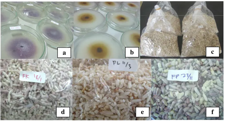 Gambar 4. Kultivasi isolat Fon pada substrat inokulum.Keterangan: Perbanyakan isolat untuk pembuatan inokulum FK, FP (a) dan FL(b); substrat yang telah ditumbuhi Fon (c); close up substratinokulum FK, FP, FL pada beras (d-f)