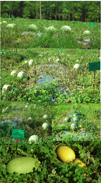 Gambar 6. Kondisi pertanaman semangka evaluasi karakter agronomi di desa Bumi Nabung, Lampung Tengah 