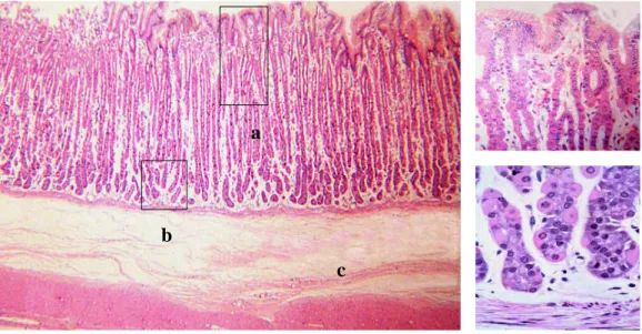 Gambar 3  Histologi Lambung: (a) lapisan epitel, (b) kelenjar dan (c) lapis  submukosa
