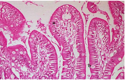 Gambar 4   Histologi Usus Halus. Sel epitel (a), sel goblet (b). 
