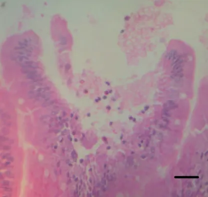 Gambar 8     Deskuamasi sel epitel usus halus tikus. Pewarnaan HE, bar 30 µm.  