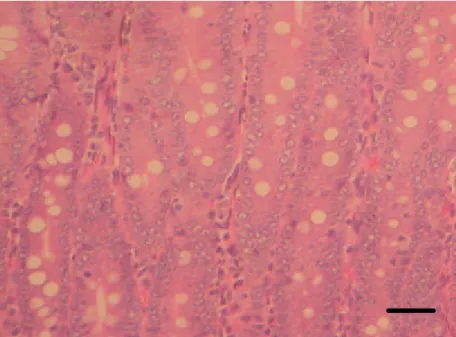 Gambar 9   Proliferasi sel Goblet pada usus halus tikus. Pewarnaan HE,    bar 30 µm.  