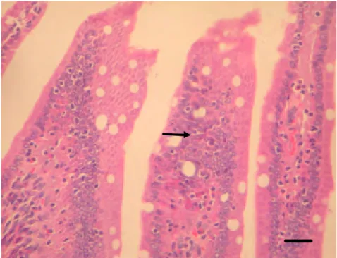 Gambar 12    Hiperplasia sel epitel usus halus tikus (panah). Pewarnaan HE,   bar 30µm