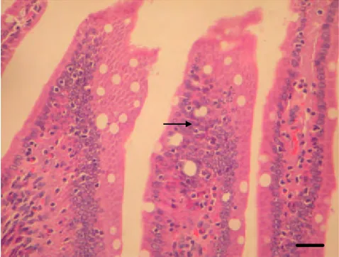 Gambar 16  Hiperplasia sel epitel usus halus tikus sedang (++) (panah) pasca                  pemberian fraksi AANP A