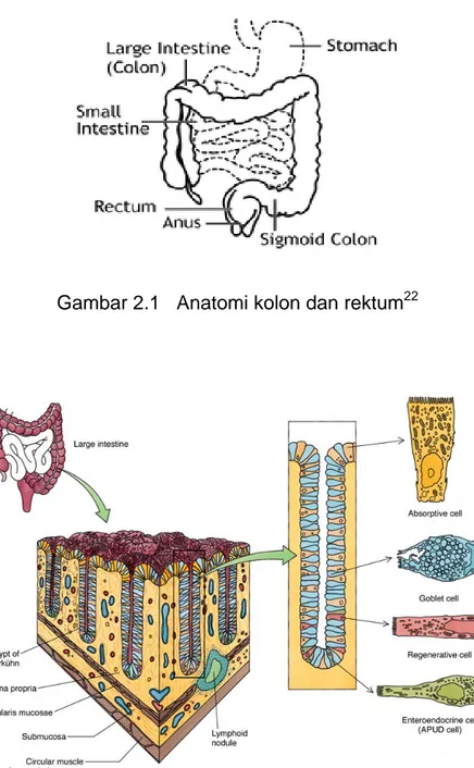 Gambar 2.1   Anatomi kolon dan rektum 22 