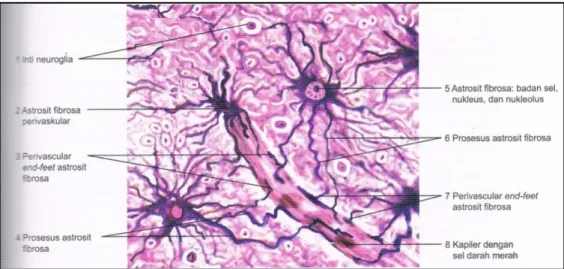 Gambar 2.3. Astrosit fibrosa dan kapiler di otak. Pewarnaan: metode Cajal. 