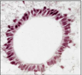 Gambar 2.6. Sel ependimal pada kanalis sentralis medula spinalis (X200, H&amp;E)  (Sumber: Mescher, A.L., 2009