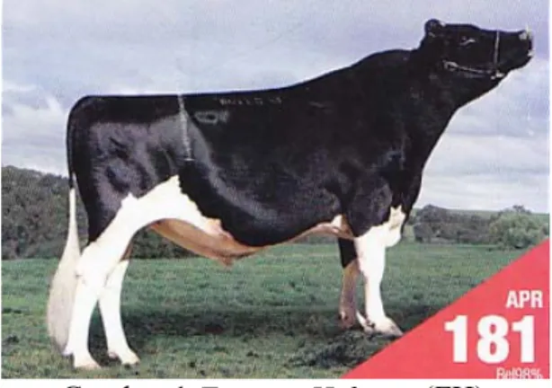 Gambar 1  Friesian Holstein  (FH) 