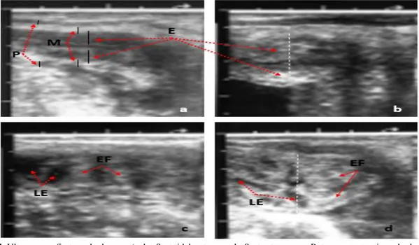 Gambar 5. Perubahan diameter serviks, korpus, dan kornua uterus kuda gayo betina selama siklus estrus 