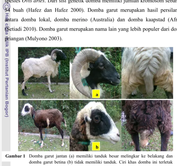 Gambar 1  Domba garut jantan (a) memiliki tanduk besar melingkar ke belakang dan  domba garut betina (b) tidak memiliki tanduk